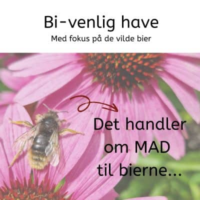 Have-event-morfarsvaerksted-bi-venlig-have Annonce for have-event hos morfarsværksted om bi-venlig have