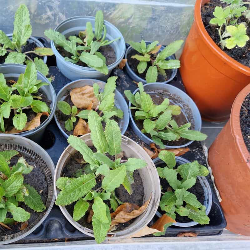 planter i potter til plantemarked